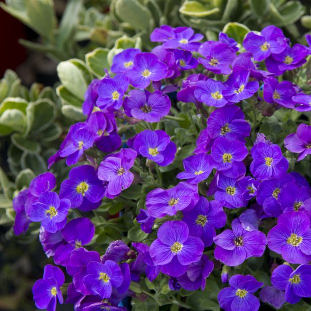 Aubriète à grande fleur violette