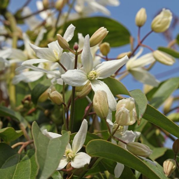 Clématite armandii Le Comptoir Vert