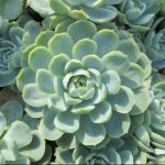 Echeveria elegans