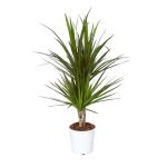 Dracaena marginata 2 troncs