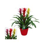 Cyclamen GRI Perscum Patio 17,5 cm