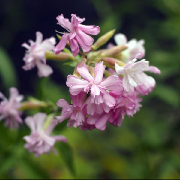 Saponaria officinalis rosea plena Le Comptoir Vert