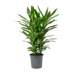 Cordyline Glauca