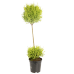 Cupressus Deux Boules