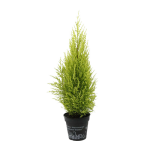 Cupressus Macrocarpa