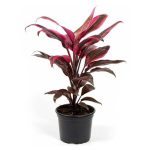 Cordyline Tango