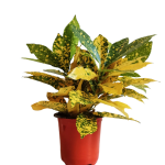 Croton Gold Star
