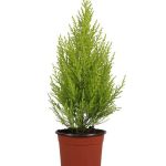 Cupressus Macrocarpa Goldcrest Wilma