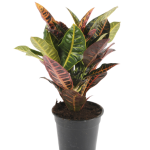 Croton Petra (50 cm)