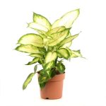 Dieffenbachia Camilla