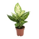 Dieffenbachia Compacta