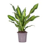 Dracaena Burley