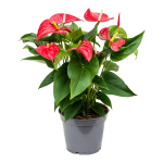 Anthurium  Andraeanum Petite Taille