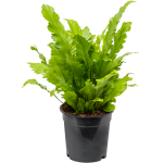 ASPLENIUM NIDUS
