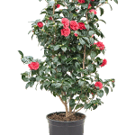 Camellia japonica