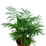 Chamaedorea Elegans