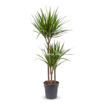 Dracaena Marginata