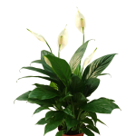 Spathiphyllum Wallisii Taille Moyenne