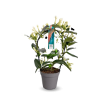Stephanotis Floribunda