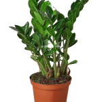 Zamioculcas zamiifolia