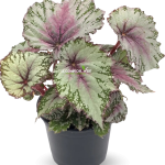 Begonia rex-cultorum