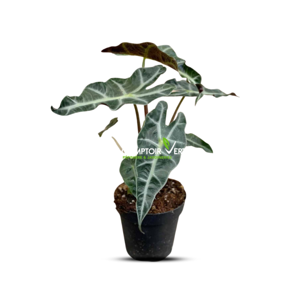 ALOCASIA POLLY