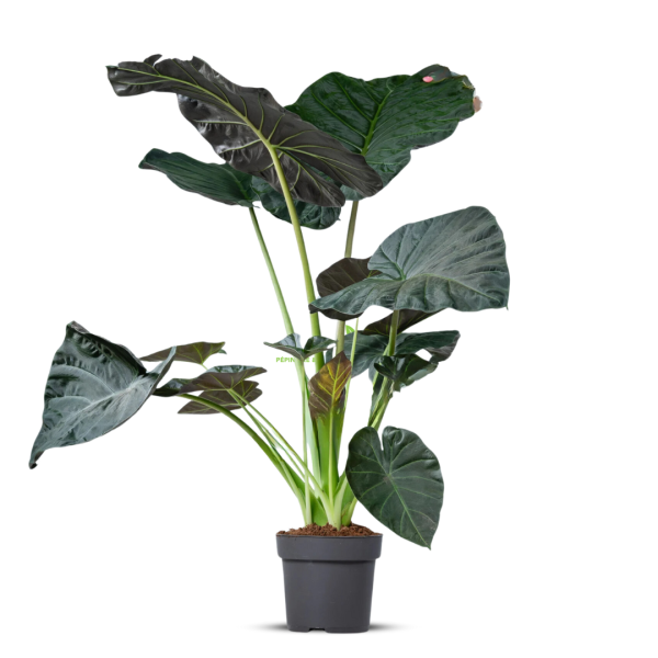 ALOCASIA REGAL SHIELDS