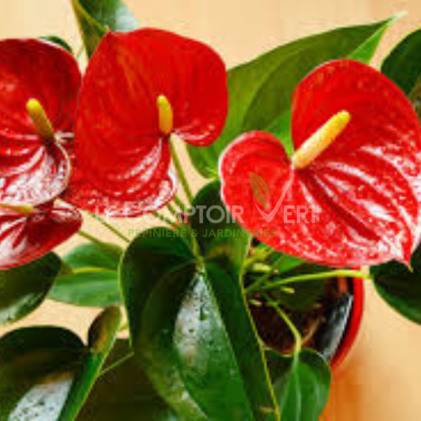 ANTHURIUM HGT 55